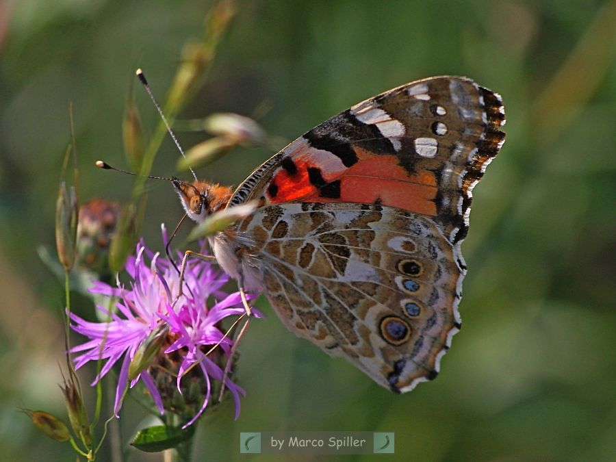 Farfalla da identificare - Vanessa cardui, Nymphalidae